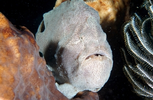 North Sulawesi-2018-DSC04734_rc- Giant frogfish - Antenaire geant - Antennarius commerson